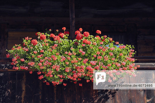 Blumenkasten an einem hölzernen Balkon eines alten Bauernhauses  Alpbach  Tirol  Österreich  Europa