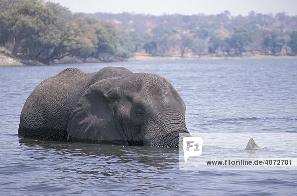 Afrikanischer Elefant (Loxodonta africana) im Fluss badend