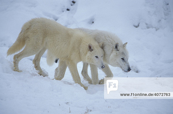 Alaska-Tundrawolf (Canis lupus tundrorum)  Paar im Schnee