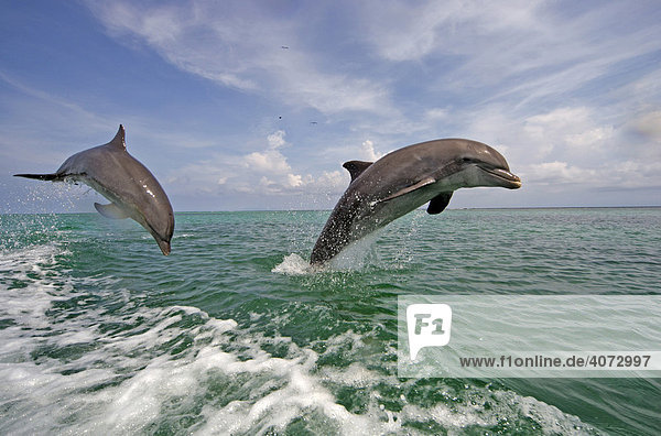 Großer Tümmler (Tursiops truncatus)  Delphin  Delfin  Paar  adult  springt aus dem Wasser  Karibik  Roatan  Honduras  Zentralamerika