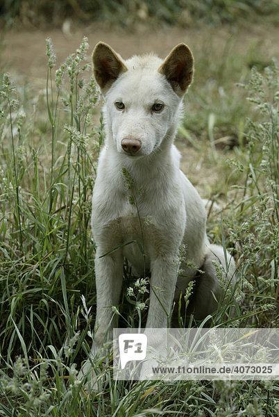 Dingo (Canis lupus dingo)  Jungtier  Australien