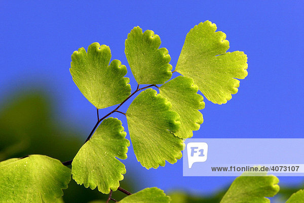 Frauenhaarfarn, Haarfarn Adiantum raddianum , Blätter