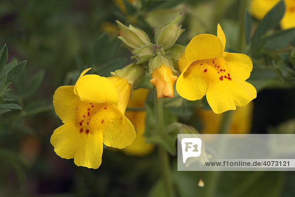 Gauklerblume (Mimulus ringens)  gelbe Blüte