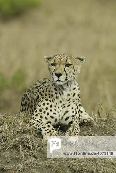 Gepard (Acinonyx jubatus) erwachsen Masai Mara Kenia Afrika