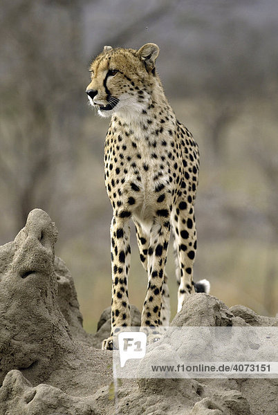 Gepard (Acinonyx jubatus) erwachsen Sabi Sand Game Reserve Kruger National Park Südafrika Afrika
