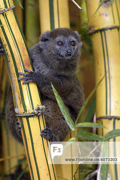 Grauer Bambuslemur (Hapalemur griseus)  adult  auf Bambus  Madagaskar