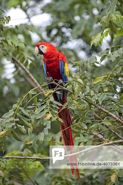 Hellroter Ara (Ara macao)  adult  auf Baum  Roatan  Honduras  Mittelamerika
