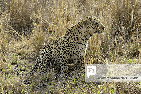 Leopard (Panthera pardus) Paar adult Sabi Sand Game Reserve Südafrika Afrika
