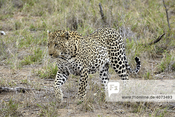 Leopard (Panthera pardus) adult Sabi Sand Game Reserve Südafrika Afrika