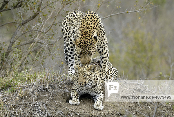 Leopard (Panthera pardus) Paar adult Sabi Sand Game Reserve Südafrika Afrika