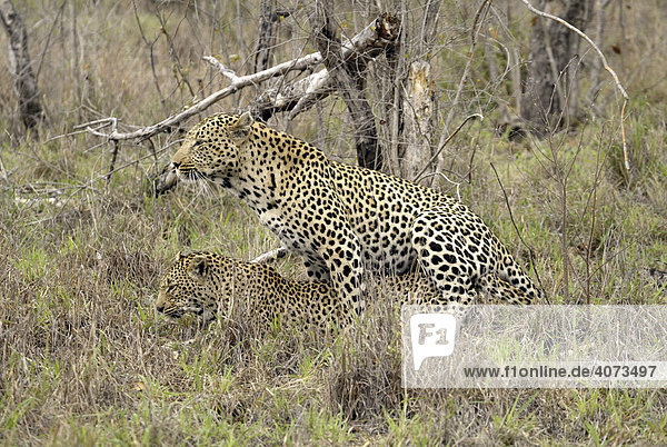 Leopard (Panthera pardus) Paar adult Sabi Sand Game Reserve Südafrika Afrika
