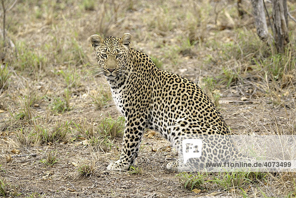 Leopard (Panthera pardus) adult weiblich Sabi Sand Game Reserve Südafrika Afrika