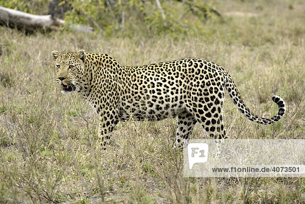 Leopard (Panthera pardus) männlich Sabi Sand Game Reserve Südafrika Afrika