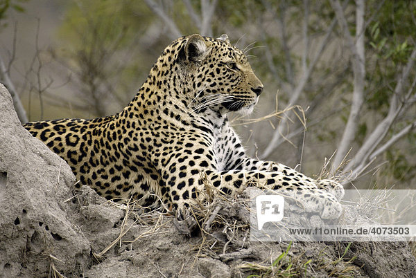 Leopard (Panthera pardus) weiblich Portrait Sabi Sand Game Reserve Südafrika Afrika