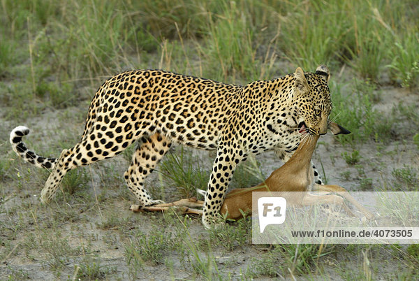 Leopard (Panthera pardus) adult weiblich mit Beute Sabi Sand Game Reserve Südafrika Afrika