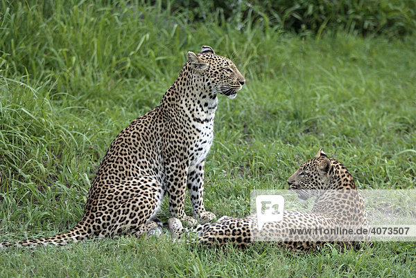 Leopard (Panthera pardus) adult weiblich mit Jungtier Sabi Sand Game Reserve Südafrika Afrika