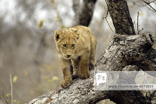 Löwe (Panthera leo)  Jungtier  Sabi Sand Game Reserve  Südafrika