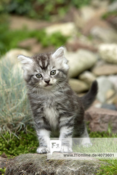 Maine Coon domestic cat (Silvestris domestic spec.)  kitten  portrait  Germany