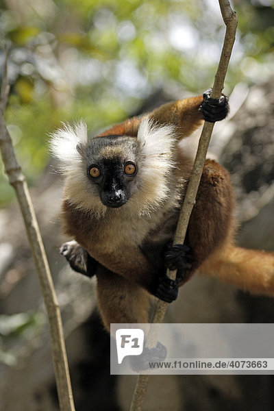 Mohrenmaki (Lemur macaco)  adult  weiblich  auf Baum  Nosy Komba  Madagaskar  Afrika