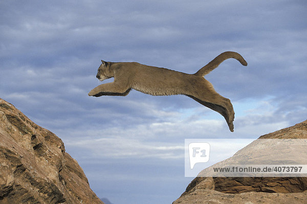 Cougar or Puma Puma concolor , adult leaping between rocks, Utah, USA,  North America