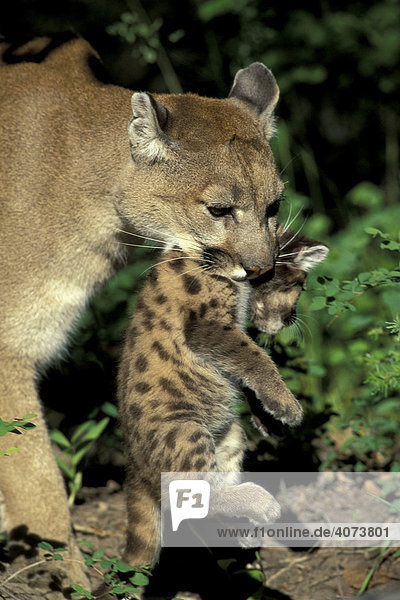 Female Cougar or Puma (Puma concolor) carrying a cub  Montana  USA  North America
