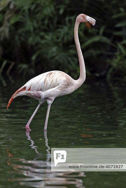 Rosa Flamingo (Phoenicopterus ruber roseus)  adult  stehend im Wasser  Vorkommen: Afrika  Europa