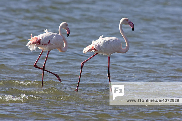 Rosa Flamingos (Phoenicopterus ruber roseus)  adult  im Wasser  Walvis Bay  Namibia  Afrika