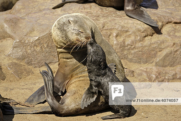 Südafrikanischer Seebär (Arctocephalus pusillus)  Adult  weiblich  mit Jungtier  erkennt ihr Junges am Geruch  Kreuzkap  Namibia  Afrika