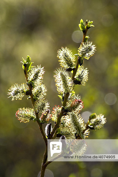 Weide  Salweide (Salix)  männliche Blüte  Kätzchen  Yukon Territory  Kanada