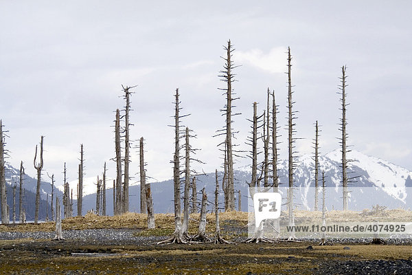 Wald aus abgestorbenen Bäumen bei Whittier  Pazifische Küste  Prince William Sound  Alaska  USA