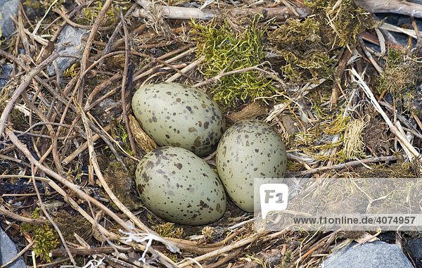 Nest und Eier einer Silbermöwe (Larus argentatus)  Columbia Bay  Pazifik Küste  Chugach National Forest  Prince William Sound  Alaska  USA