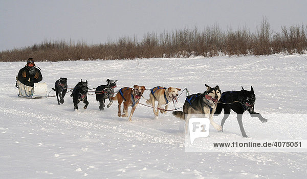 Inuit at a dog sled  dog sledge race on the ice of Mackenzie River  traditional dog sled  Inuvik  Northwest Territories  Canada  North America