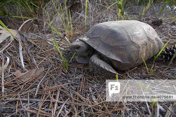 Gopher Schildkröte (Gopherus polyphemus)  freilebend  Florida  USA