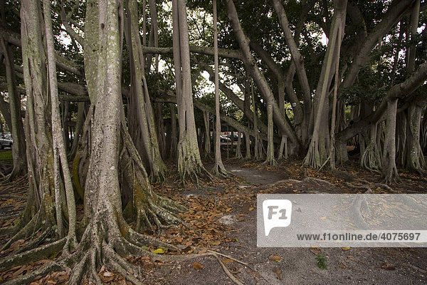 Banyan Baum (Ficus benghalenis) im Edison und Ford Winter Estate  Fort Myers  Florida  USA