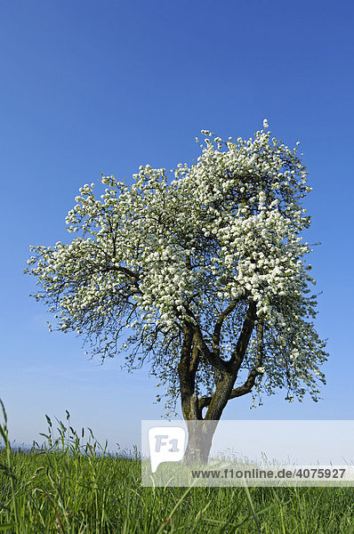 Apfelbaum in der Blüte  Schweiz  Europa