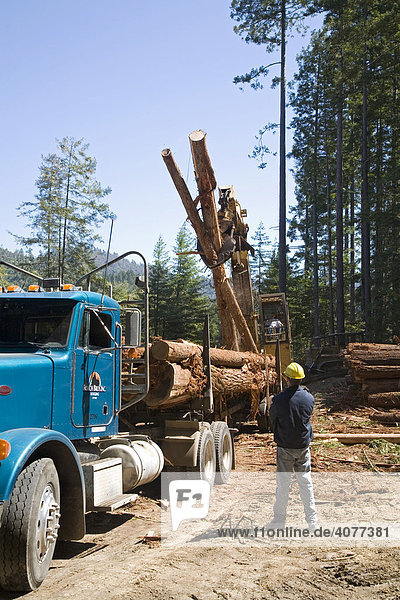 Abholzung von Rothölzern in Nordkalifornien  ein Fahrer beobachtet das Beladen seines Trucks mit Holzstämmen  die für die Lieferung an ein Sägewerk bestimmt sind  Fort Bragg  Kalifornien  USA