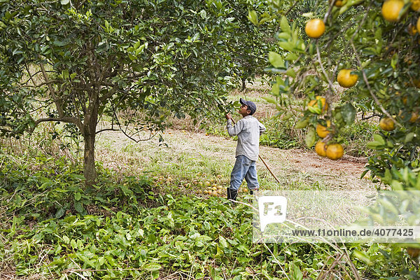 A boy harvests oranges in groves owned by Citrus Products of Belize Ltd.  Pomona  Belize  Central America