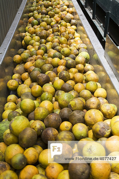 Oranges on a conveyor in a citrus processing factory owned by Citrus Products of Belize Ltd. which makes frozen orange juice concentrate and other products from the oranges  Pomona  Belize  Central America