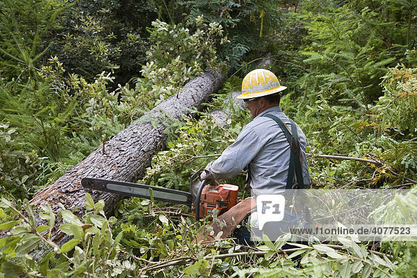 Worker logging redwoods  Fort Bragg  northern California  USA