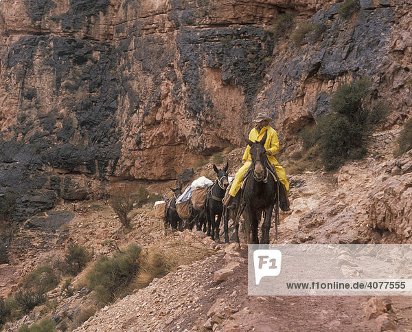 Mules on the South Kaibab Trail haul trash from Phantom Ranch  at the bottom of the canyon  out of the Grand Canyon  Grand Canyon National Park  Arizona  USA