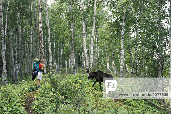 Martha Gruelle waits for a moose to cross the trail while backpacking on the Minong Ridge Trail  Isle Royale National Park  Michigan  USA
