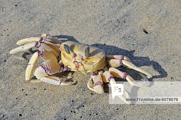 Ghost crab  Sand crab (Ocypode spec) on a beach  St. Lucia Wetland Park  South Africa