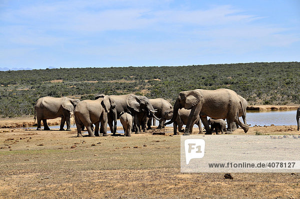 Afrikanische Elefanten (Loxodonta africana) im Addo National Park  Südafrika  Afrika