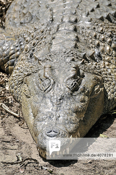 Nilkrokodil (Crocodylus niloticus)  Santa Lucia Crocodile Center  Südafrika  Afrika