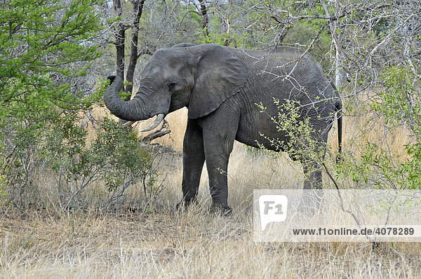 Afrikanischer Elefant (Loxodonta africana) im Krüger-National Park  Südafrika  Afrika