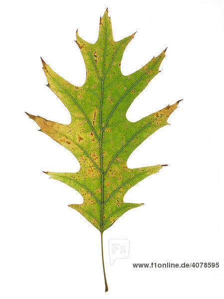Blatt einer Sumpfeiche (Quercus palustris)