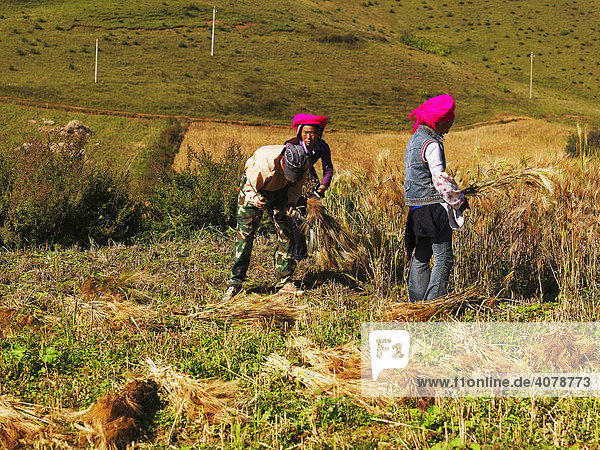 Field workers near Zhongdian  in Tibetan Gyeltangteng  Tibet  China  Asia