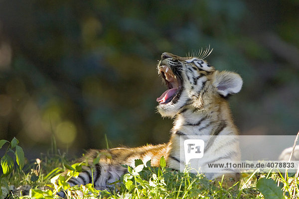Junger Sibirischer Tiger (Panthera tigris altaica) gähnt  Sibirien  Asien  Zoo