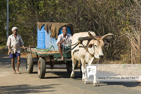 Ox-drawn cart  Zebu  Chennai  Madras  India  South Asia