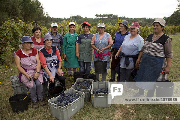 Arbeiterinnen mit Weinernte  Weingut Quinta dos Roques in Cunha Baixa  Dão  Region Centro  Portugal  Europa